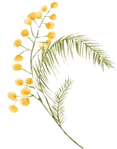 Watercolor Mimosa Branch Illustration